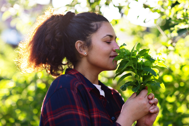 Key Benefits - Lemon Balm (UK)